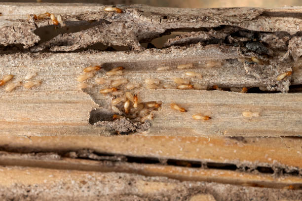 Best Affordable Pest Control Services  in Ravenel, SC